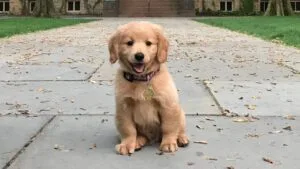 Perro