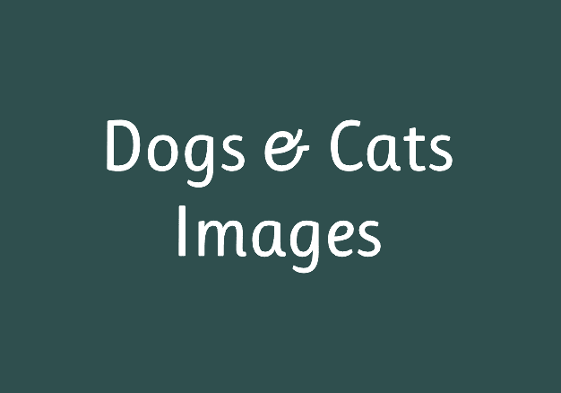 Dogs & Cats Images