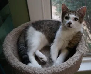 Casa de gato