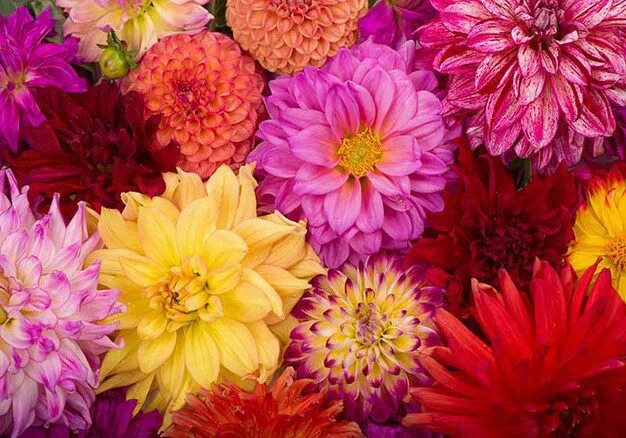 花卉分类