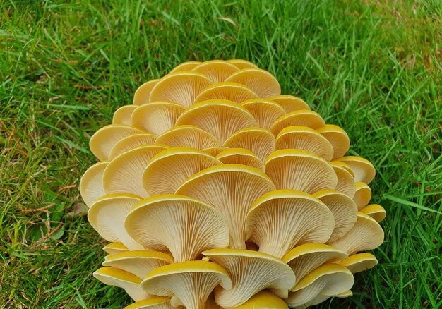 蘑菇分类