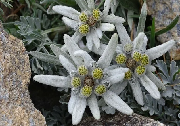 雪绒花