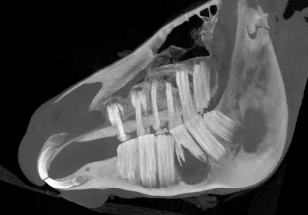 马牙 3D CT 扫描