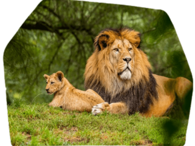 Conjuntos de datos sobre vida silvestre y naturaleza Conjuntos de datos sobre vida silvestre y naturaleza